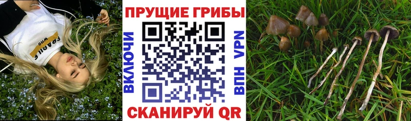 Галлюциногенные грибы ЛСД Купить закладки Новоалександровск